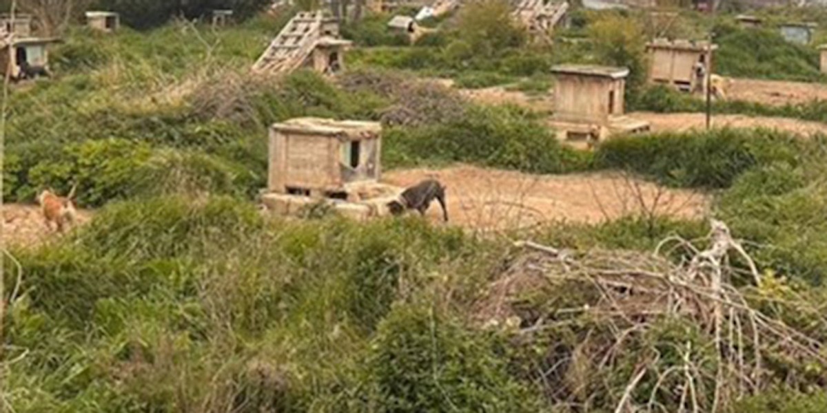 Muškarac u Splitu zlostavljao dva vuka i 67 pasa, držao ih na kratkom lancu