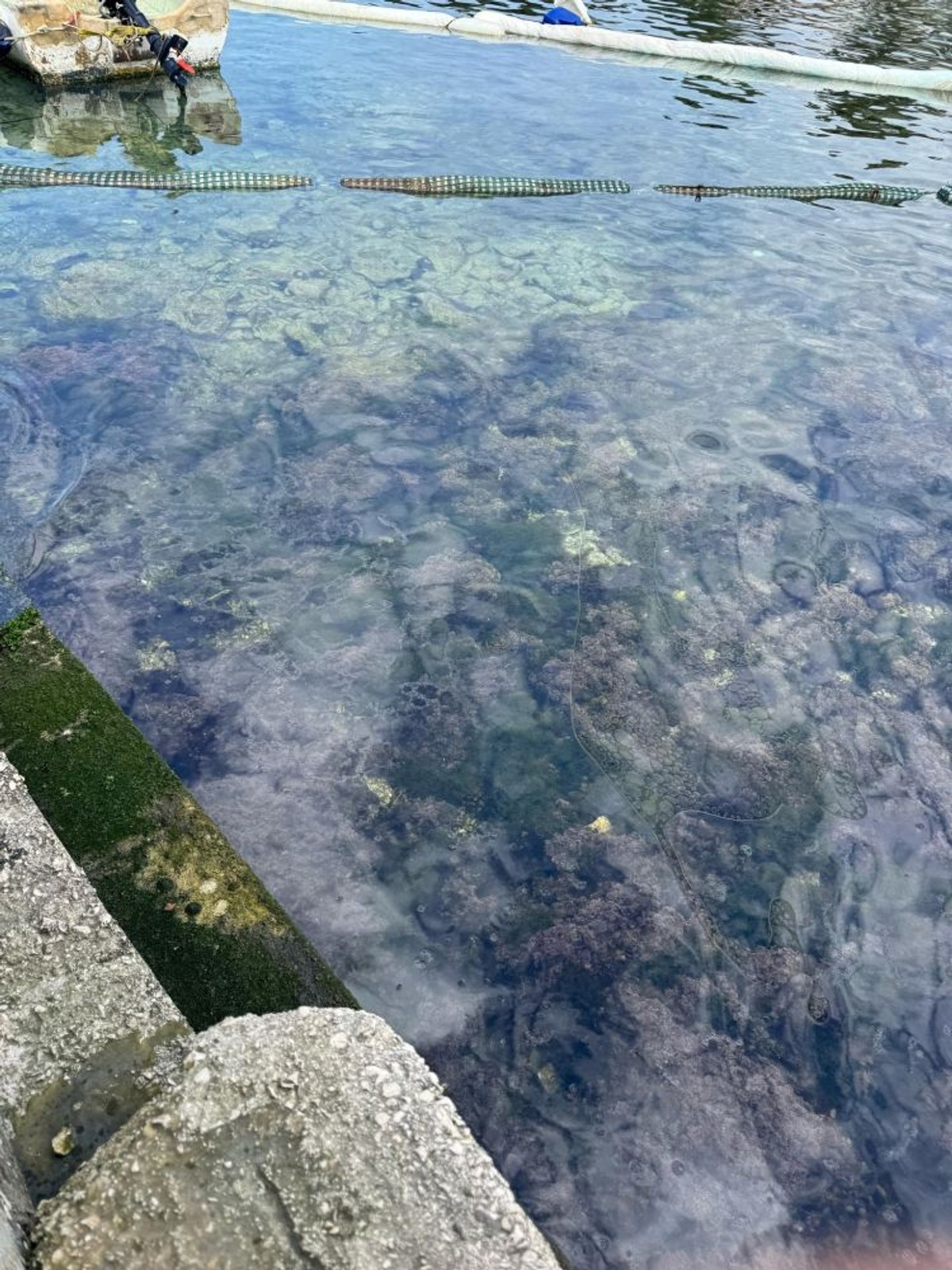 Onečišćenje mora u Hvaru