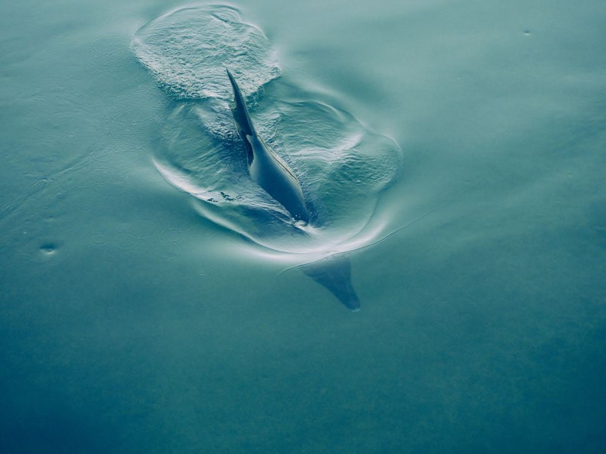 Dupin u Solinu | foto: Julio Juraga