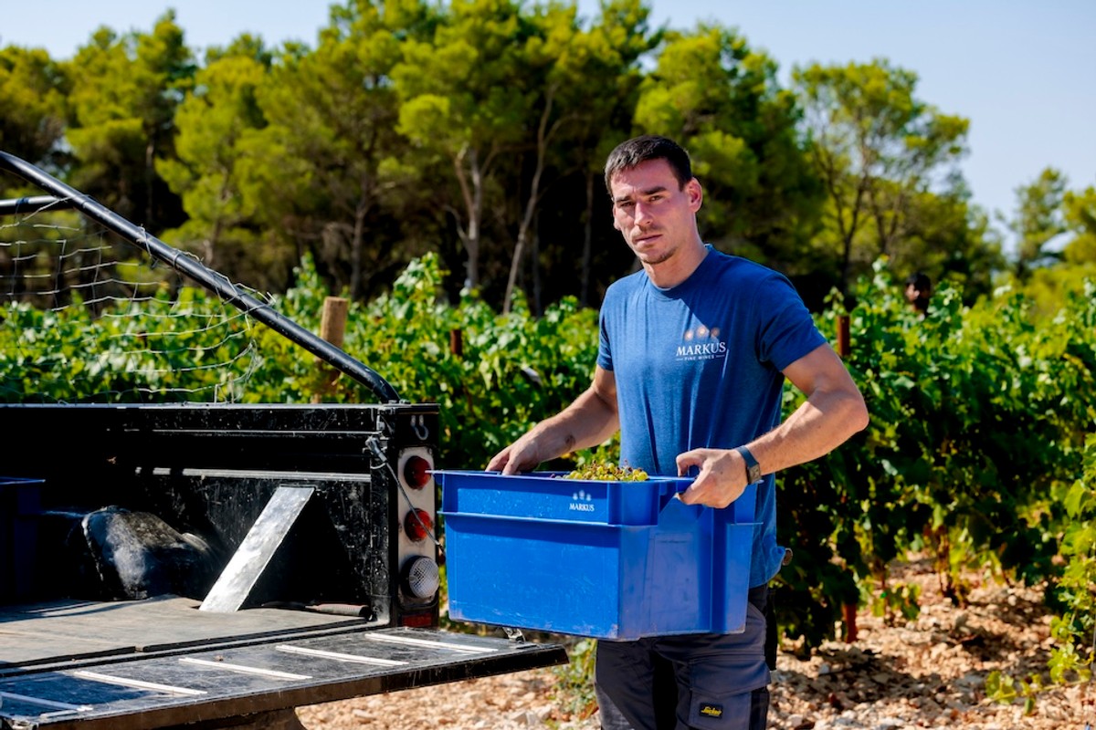 FOTO Vinarija Markus odradila je prvu berbu na Šolti: Kadrovi su impresivni