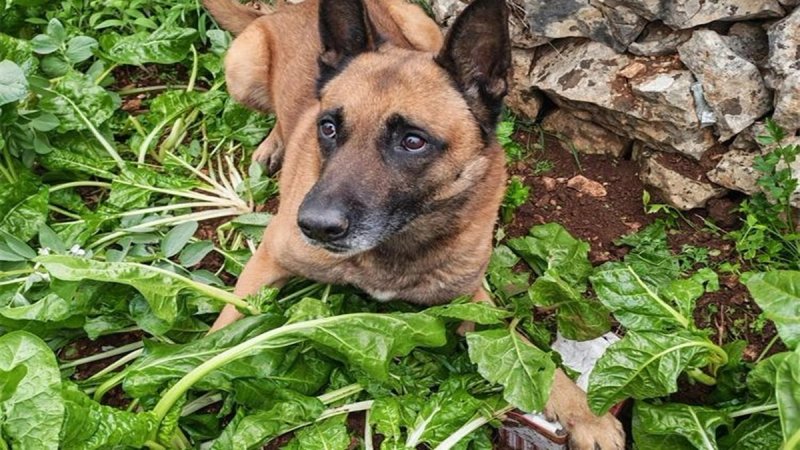 FOTO/VIDEO Droga u blitvi: Pronašao ju je policijski pas