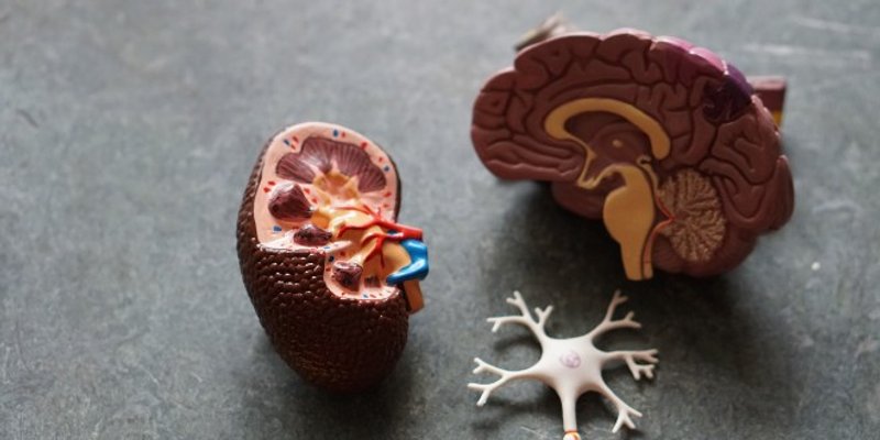 LIJEČNICI UPOZORAVAJU Najočitiji simptomi raka bubrega pojavljuju se samo u 10 posto bolesnika