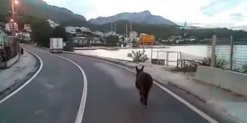 VIDEO: Tovar u šetnji magistralom kroz Jesenice
