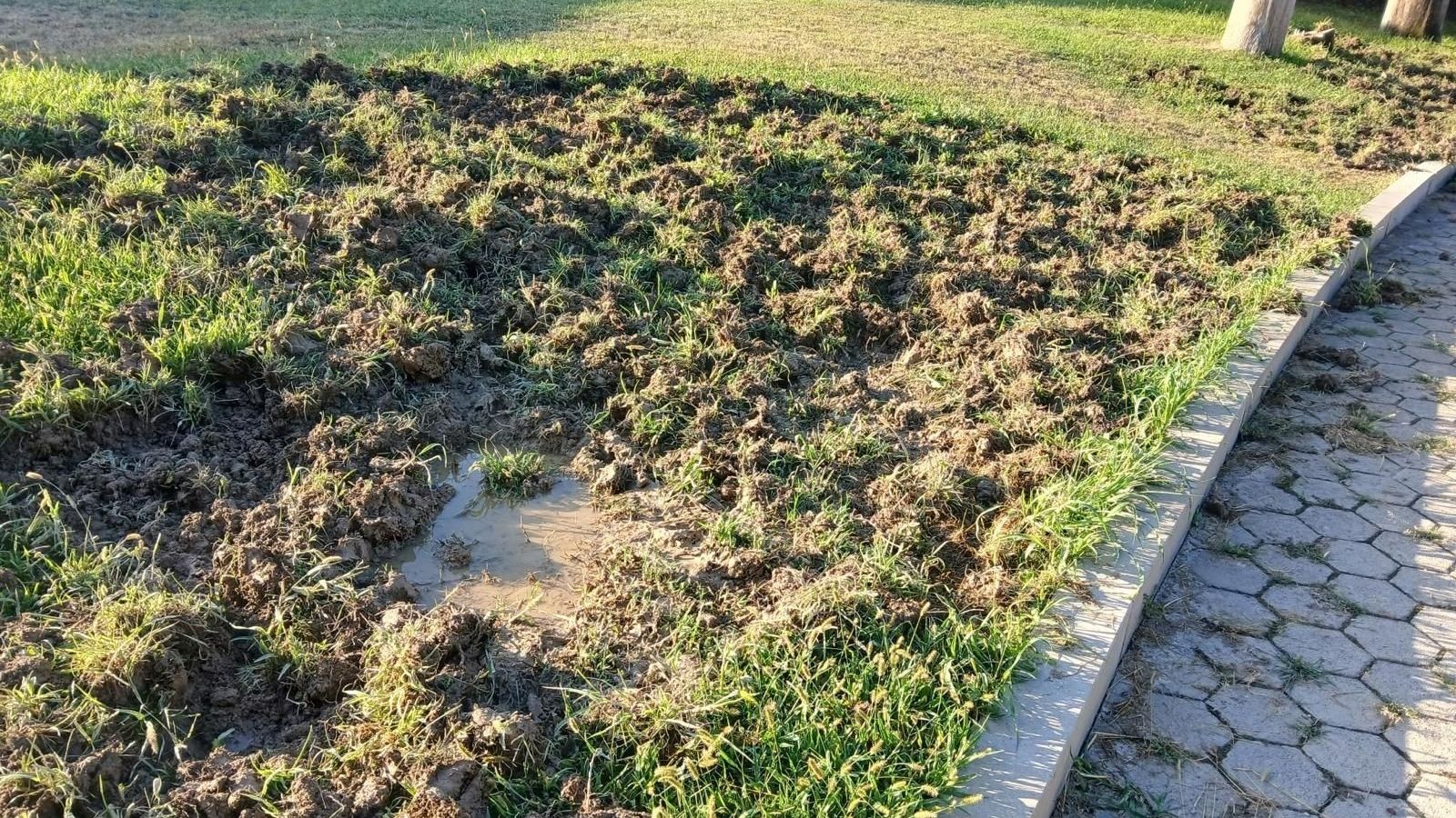 FOTO Pobjegle od velikog požara? Divlje životinje pronašle utočište na Lovrincu