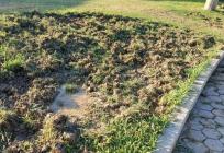 FOTO Pobjegle od velikog požara? Divlje životinje pronašle utočište na Lovrincu