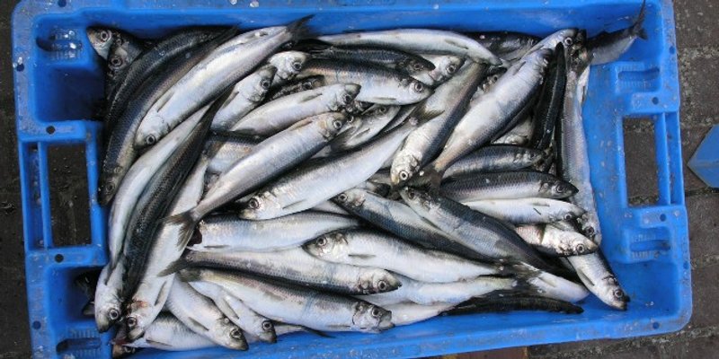 Mujagić proziva europske birokrate: 'Okomili su se na hrvatsku tradiciju, imaju pik na pršute'