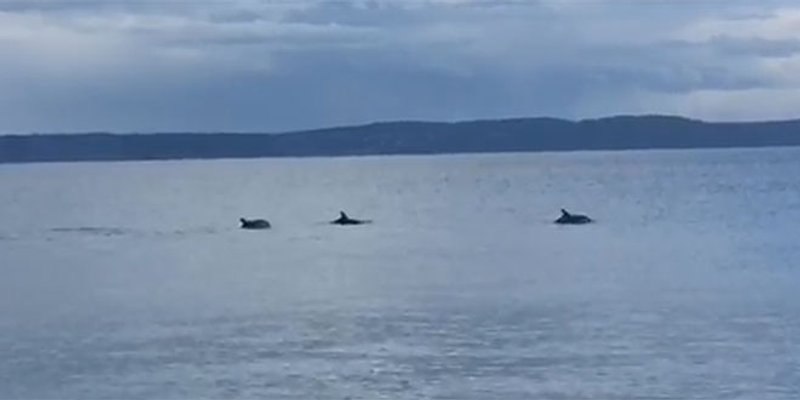 VIDEO: Pogledajte ples dupina u Splitu blizu obale
