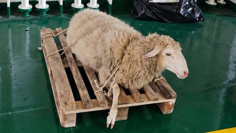 Slučaj ovce vezane konopcem za paletu na trajektu Prijatelji životinja prijavili DIRH-u