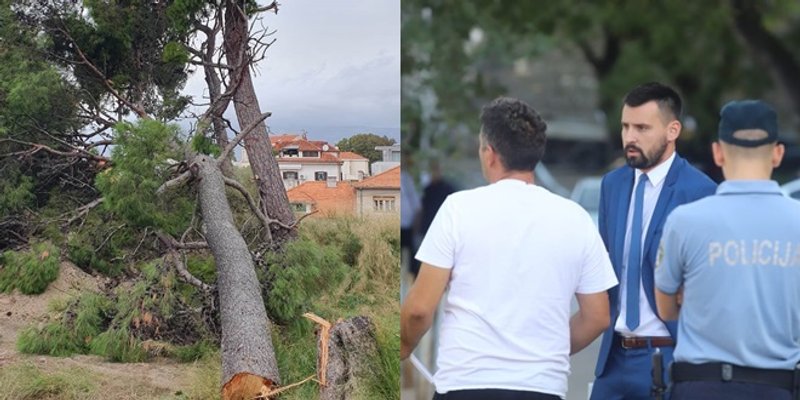 TERORIZAM NA GRIPAMA Dvojica motornom pilom prije svitanja srušila stablo