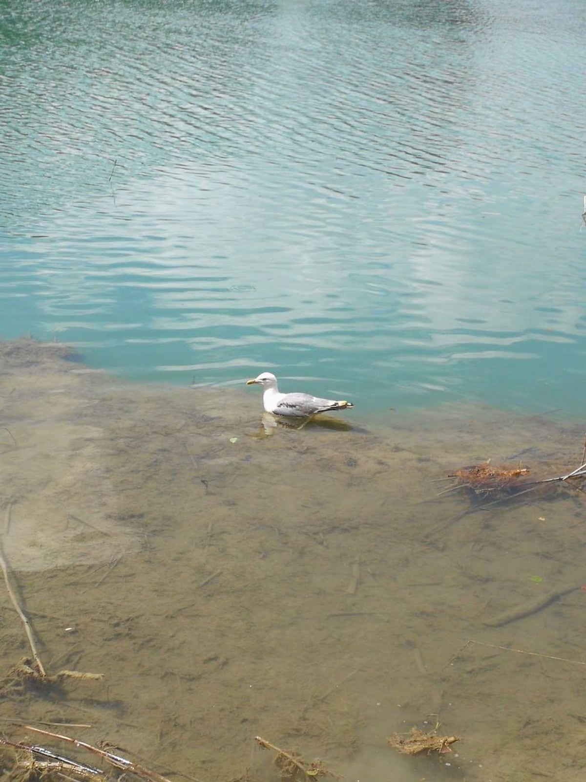 Jedinom oporavilištu za galebove prijeti zatvaranje, Ornitološki laboratorij treba pomoć