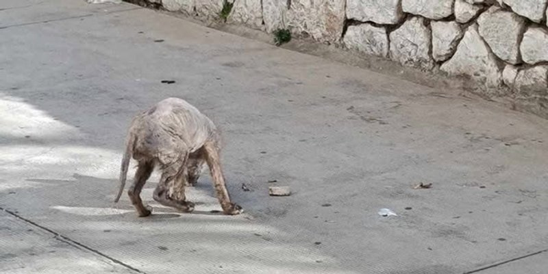 Strava na Baldekinu: Teško bolesna životinja danima luta bez pomoći