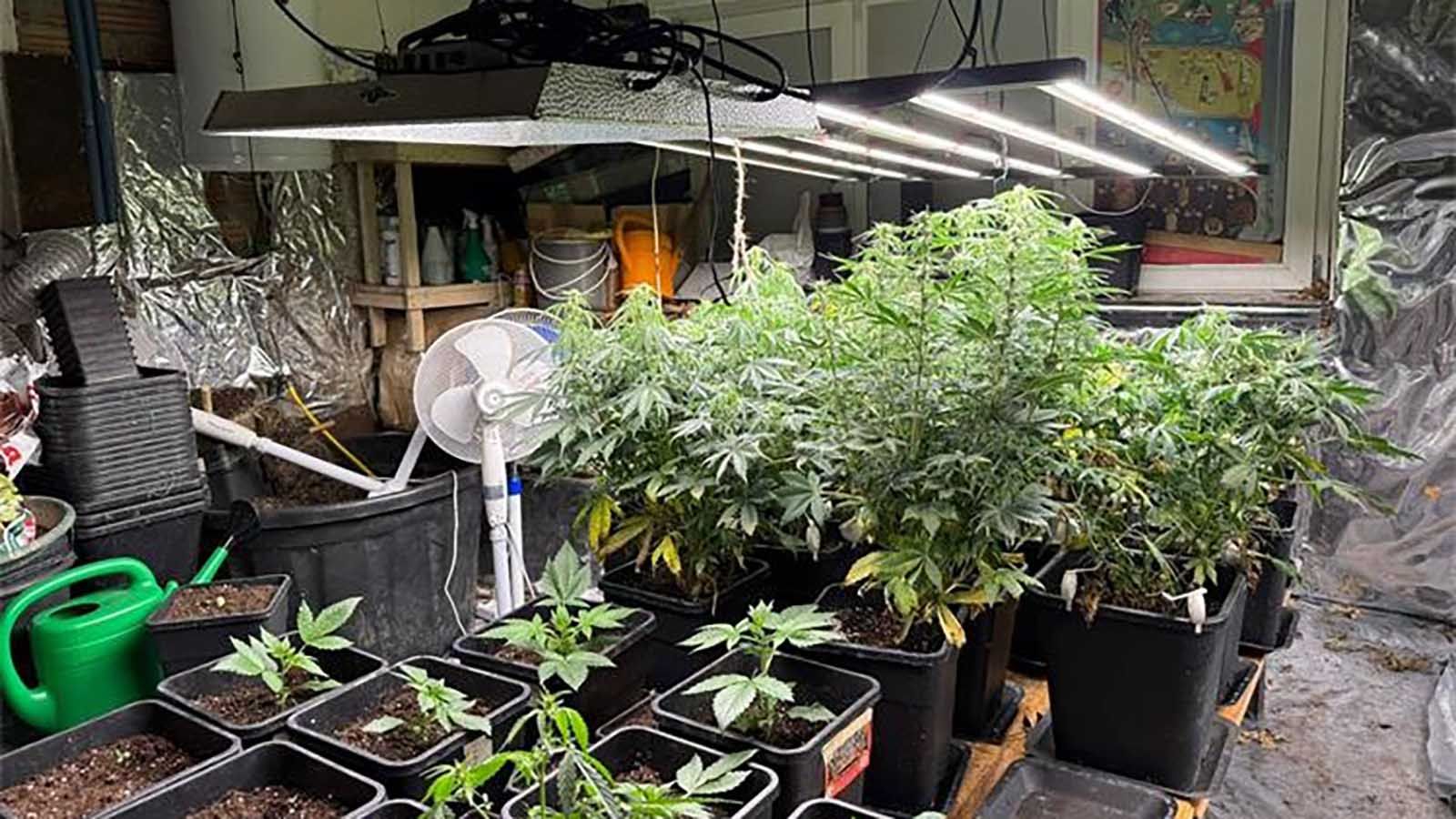 U Rogoznici uzgajao marihuanu, policija mu našla hrpu droge