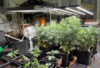 U Rogoznici uzgajao marihuanu, policija mu našla hrpu droge