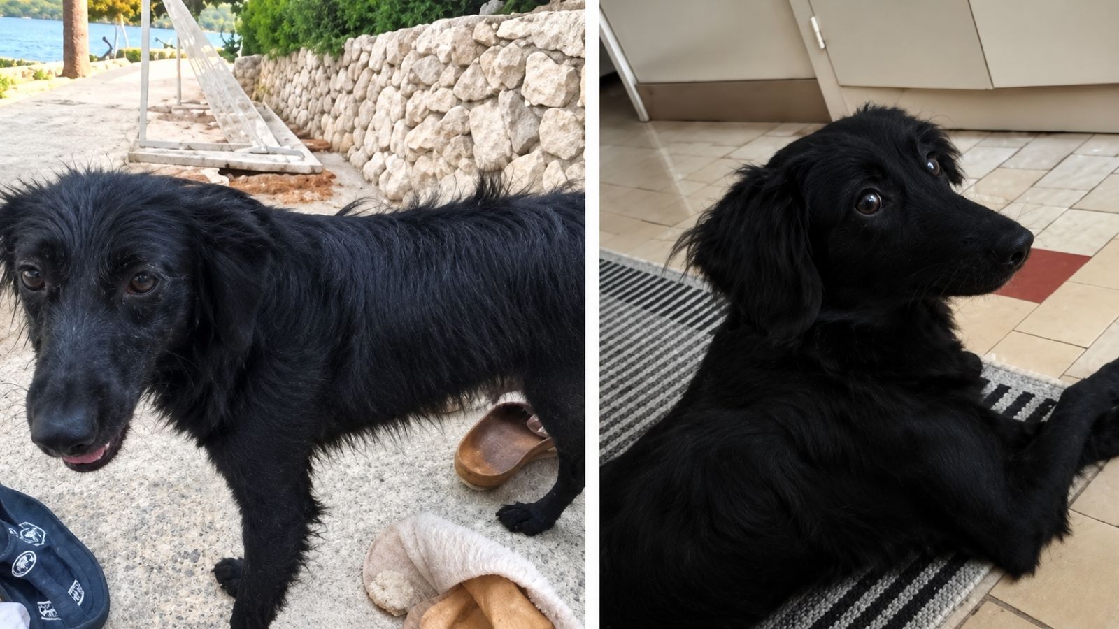Traži se pas s fotografija: 'Nagrada nalazniku'