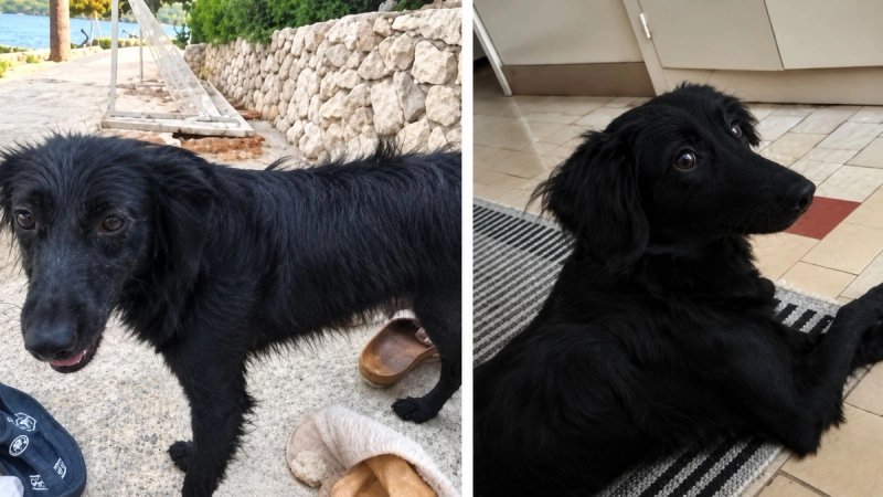 Traži se pas s fotografija: 'Nagrada nalazniku'