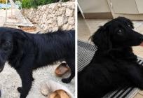 Traži se pas s fotografija: 'Nagrada nalazniku'