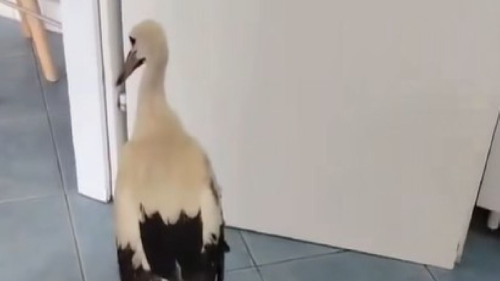 URNEBESAN VIDEO Propucana roda privukla pažnju, pogledajte što je napravila kod veterinara