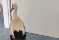 URNEBESAN VIDEO Propucana roda privukla pažnju, pogledajte što je napravila kod veterinara