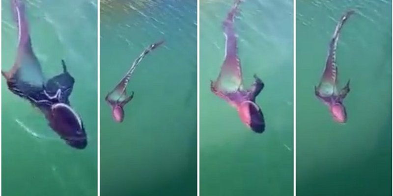 VIDEO Jeste li ikada vidjeli nešto slično? Ovo biće je stalni stanovnik Jadrana i potpuno je bezazleno