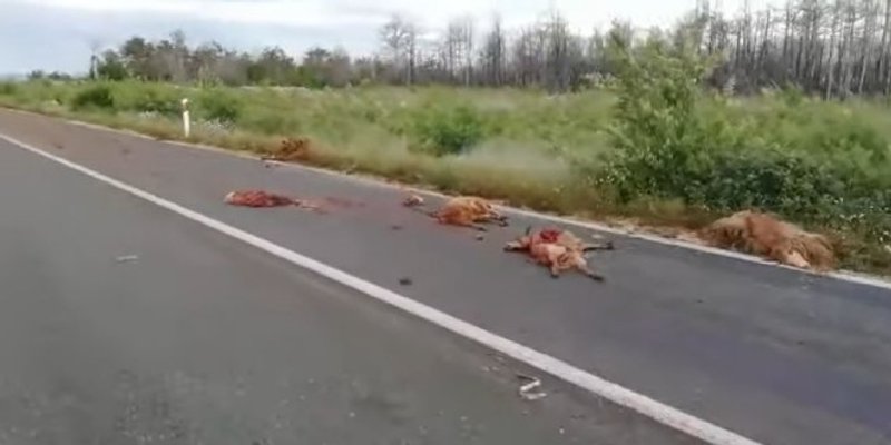 Automobilom na Prpuši pobio stado ovaca