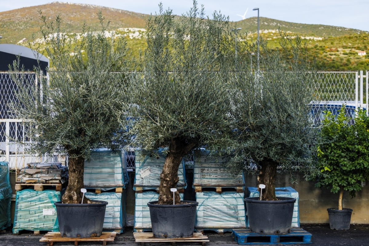 Božićna groznica trese Dalmaciju: U kaštelanskom outletu krenuo Black Friday! Božićni asortiman na 50% popusta, a na rasprodaji su stabla maslina i limuna