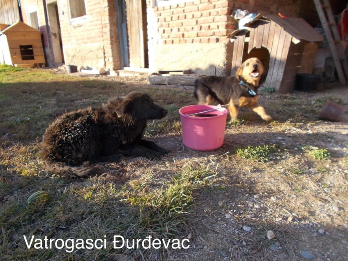 Mnoge će oduševiti čin ovog vatrogasca