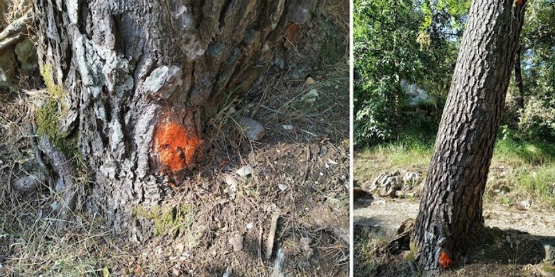 DRUŠTVO MARJAN Jasno se vidi da su stabla za sječu nepropisno doznačena