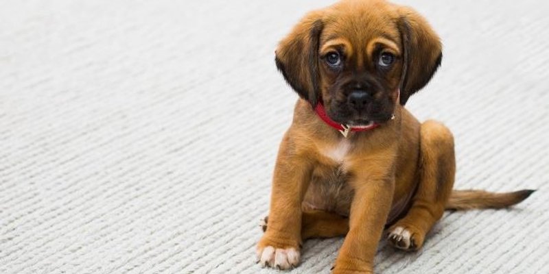 STRUČNJAK ODGOVARA Trebaju li ljubimci spavati u vašem krevetu?