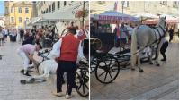 VIDEO Potresna scena u centru Sinja: Pala dva prekrasna bijela konja