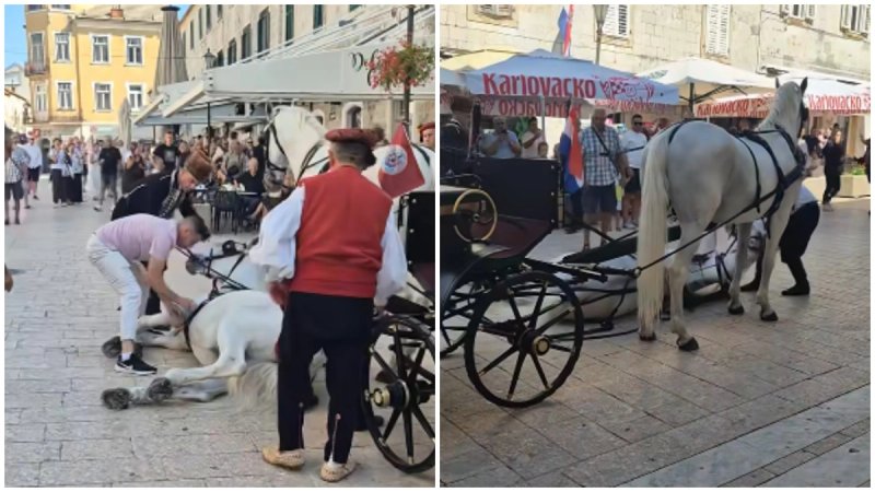 VIDEO Potresna scena u centru Sinja: Pala dva prekrasna bijela konja