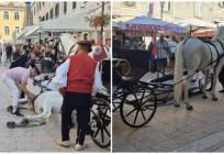 VIDEO Potresna scena u centru Sinja: Pala dva prekrasna bijela konja
