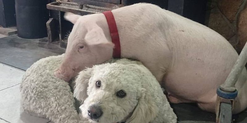 GUCCI SE VRATIO KUĆI Otet tijekom popodne bezbrižne šetnje uz plažu