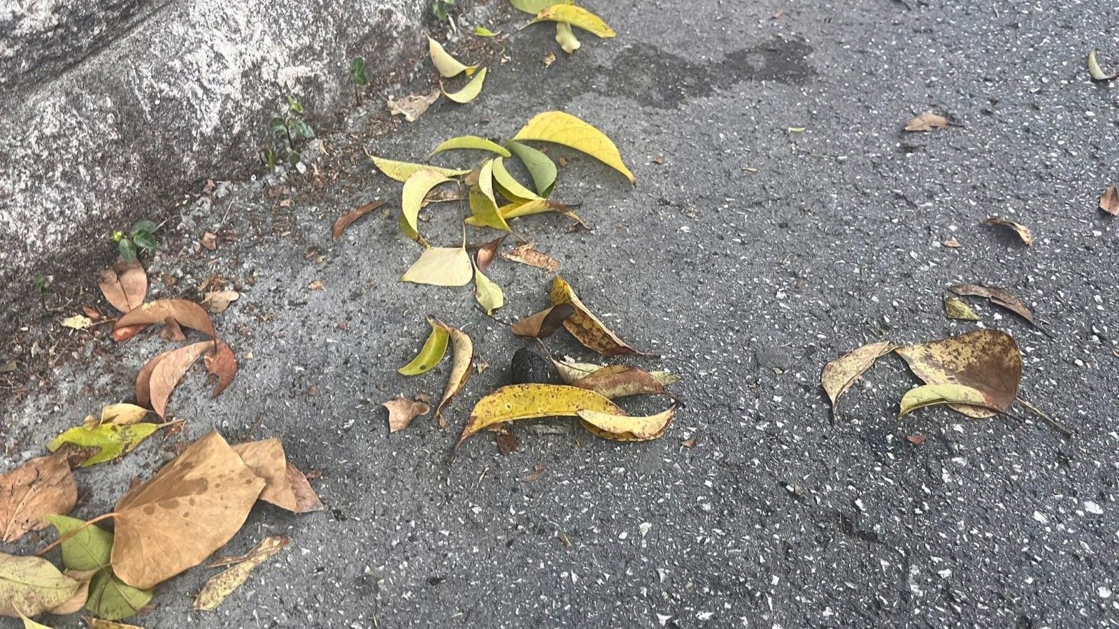 Pseći izmet po ulicama i dalje revoltira Splićane, pročitajte koliko je kazni izdano