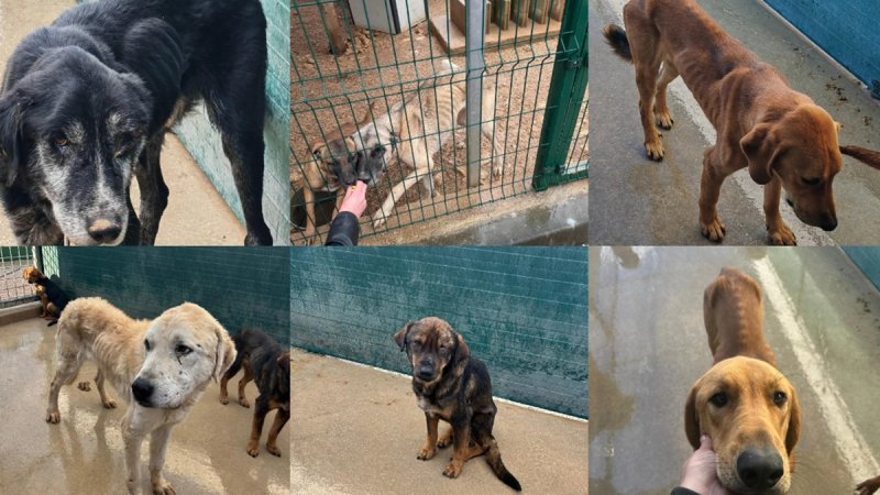 Sklonište AS Eko traži povećanje kapaciteta, udruge za zaštitu životinja to žele spriječiti