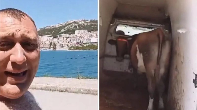 AKO MOŽE PAS, ZAŠTO NE I... Čovjek sa sobom na more poveo i kravu