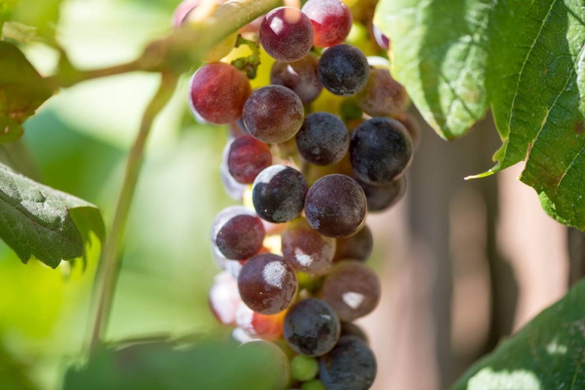 Priroda, domaće vino i termalna voda: Četiri adrese za bijeg od svakodnevice