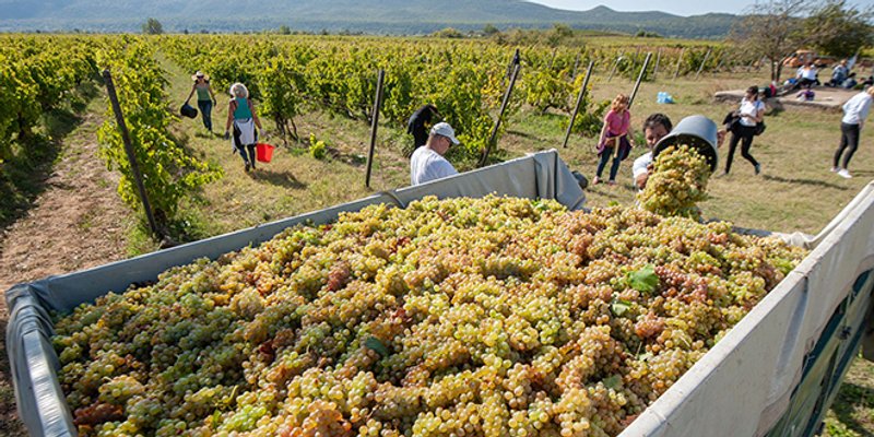 Sve generacije došle iskusiti jematvu Dalmacijavina: 'Ovo je bio prekrasan doživljaj, želimo doći i sljedeće godine!'