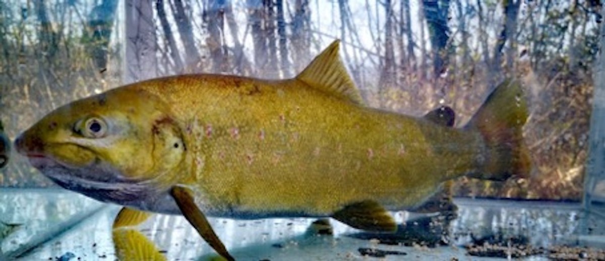 FOTO/VIDEO Strane vrste u Jadru i Vrljici