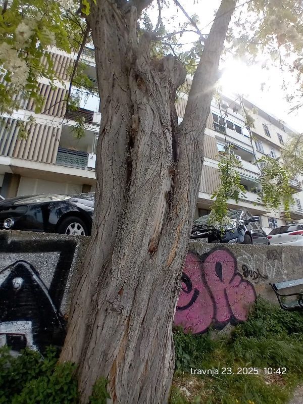 Uklanjanje stabala u Bregovitoj ulici
