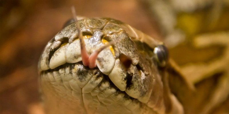 Zmija ušla u kuću na Čiovu, uhvatili su je vatrogasci