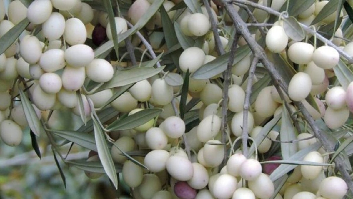 Bijele masline | foto: Parkovi i nasadi