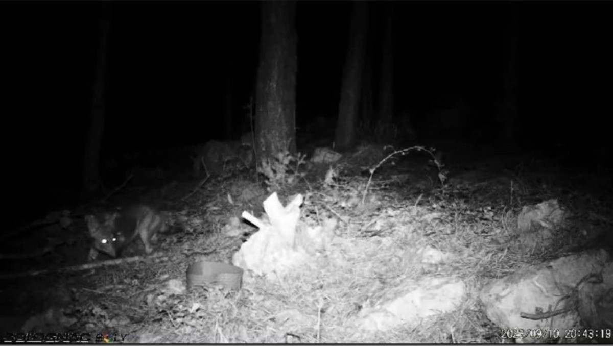 Jeste li vidjeli Louisa?