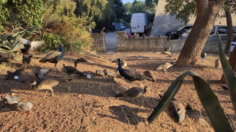 FOTO/VIDEO Piton i janje kod tvrđave Gripe, stigao i poznati dirigent koji se zmija ne boji