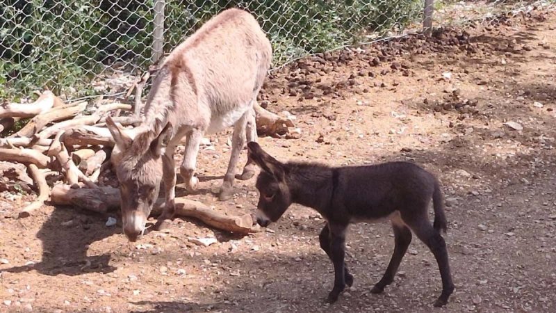 Splitski Zoološki vrt dobio dvije preslatke prinove! Imamo fotografije