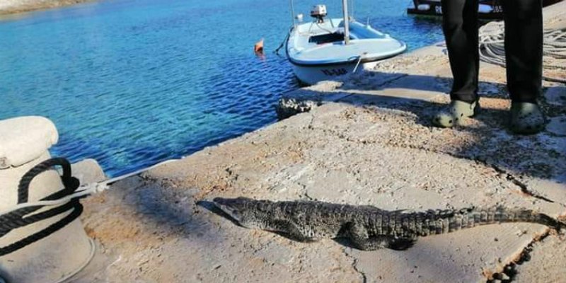 Viški krokodil prenoćit će u hladnjači na groblju, a sutra ide u – Split!