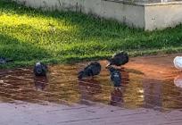 VIDEO: Toplinski udar osjete i ptice, ovi golubovi su našli oazu za osvježenje