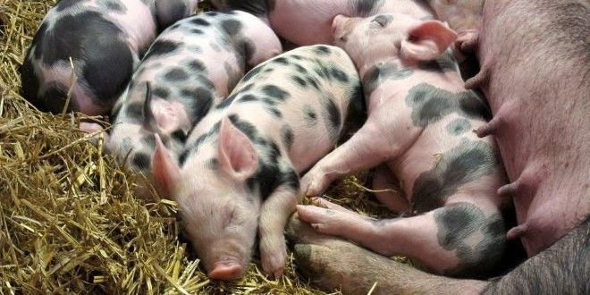 U hrani za svinje otkrivena salmonela