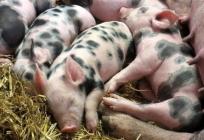 U hrani za svinje otkrivena salmonela