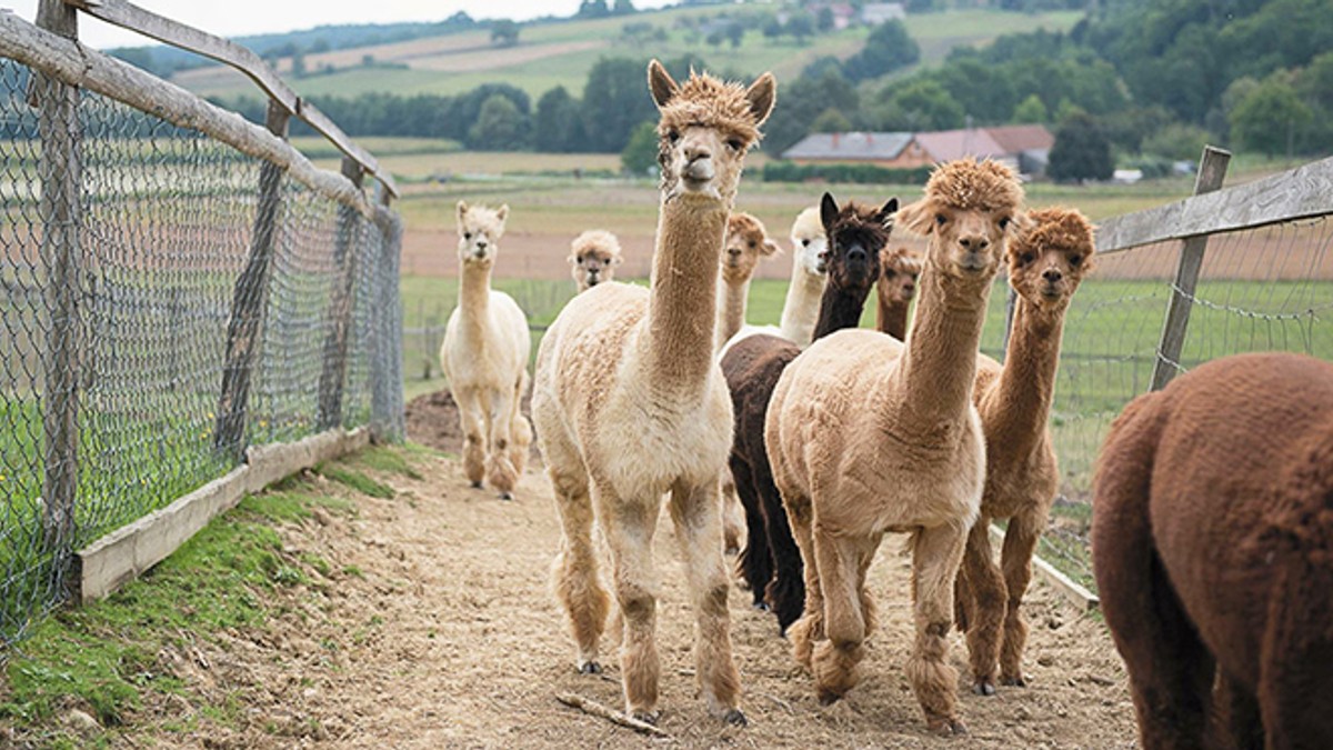Ove godine daruj uspomene: Top ideje za originalne božićne poklone!