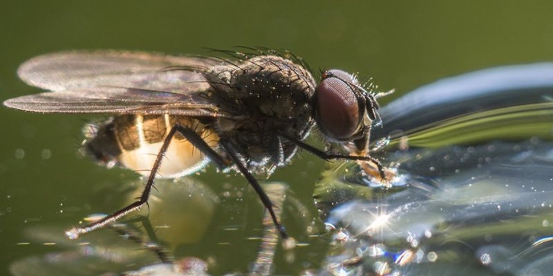 Što kada vam u čašu vina upadne muha? Popiti je ili proliti?